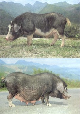 關嶺豬與關嶺雞 貴州山區的生態養殖瑰寶