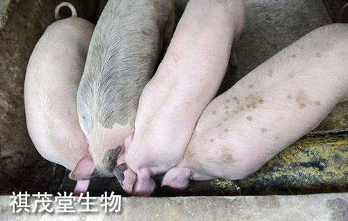 2022年生豬業 以“三高”開局，以深度調整收尾